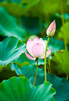 xổ số đài trung
