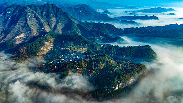 bạch thu lo mb