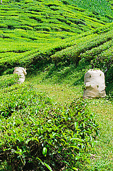soi cầu 247 hôm nay